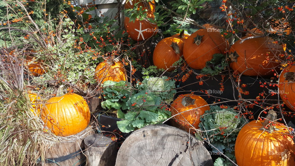 Autumn harvest of ripe pumpkins