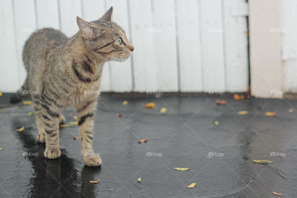 Cat Walks The Backyard