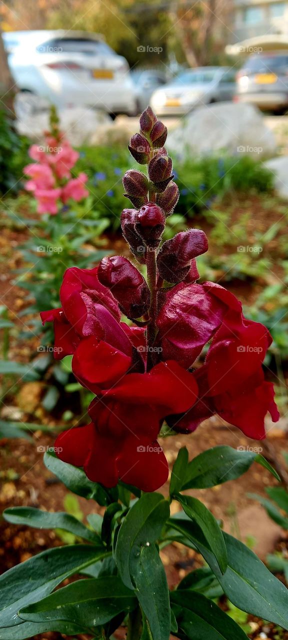 Red flowers