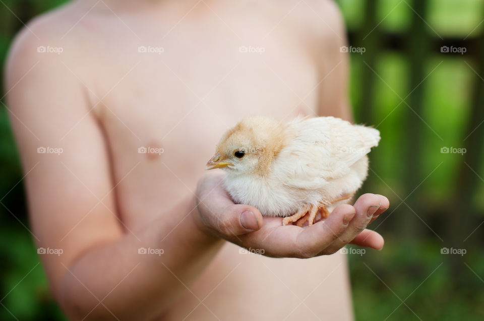 chick