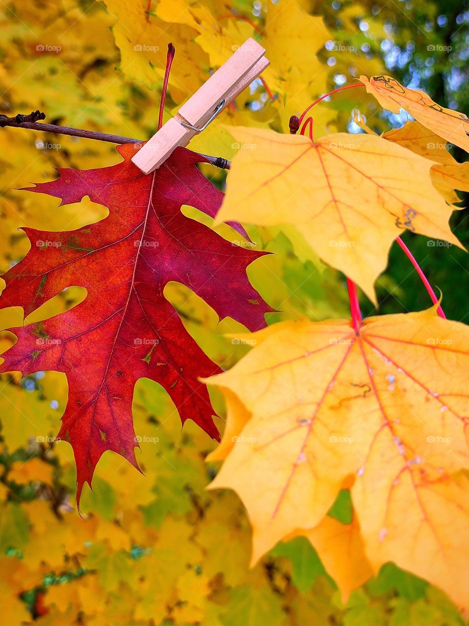 Color minimalism.  A red oak leaf, which is attached with a wooden clothespin to a branch with yellow maple leaves.