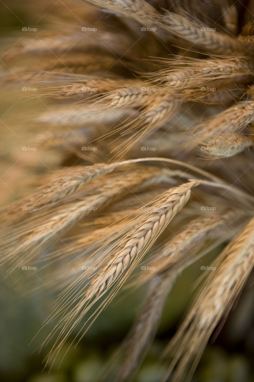 Harvey time wheat 