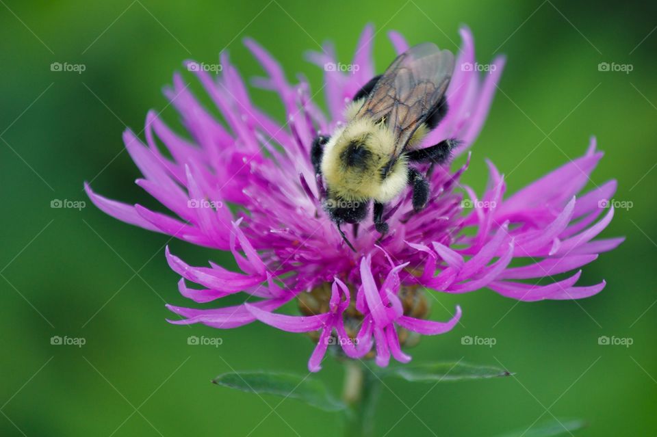 Bumblebee on a purple flower 