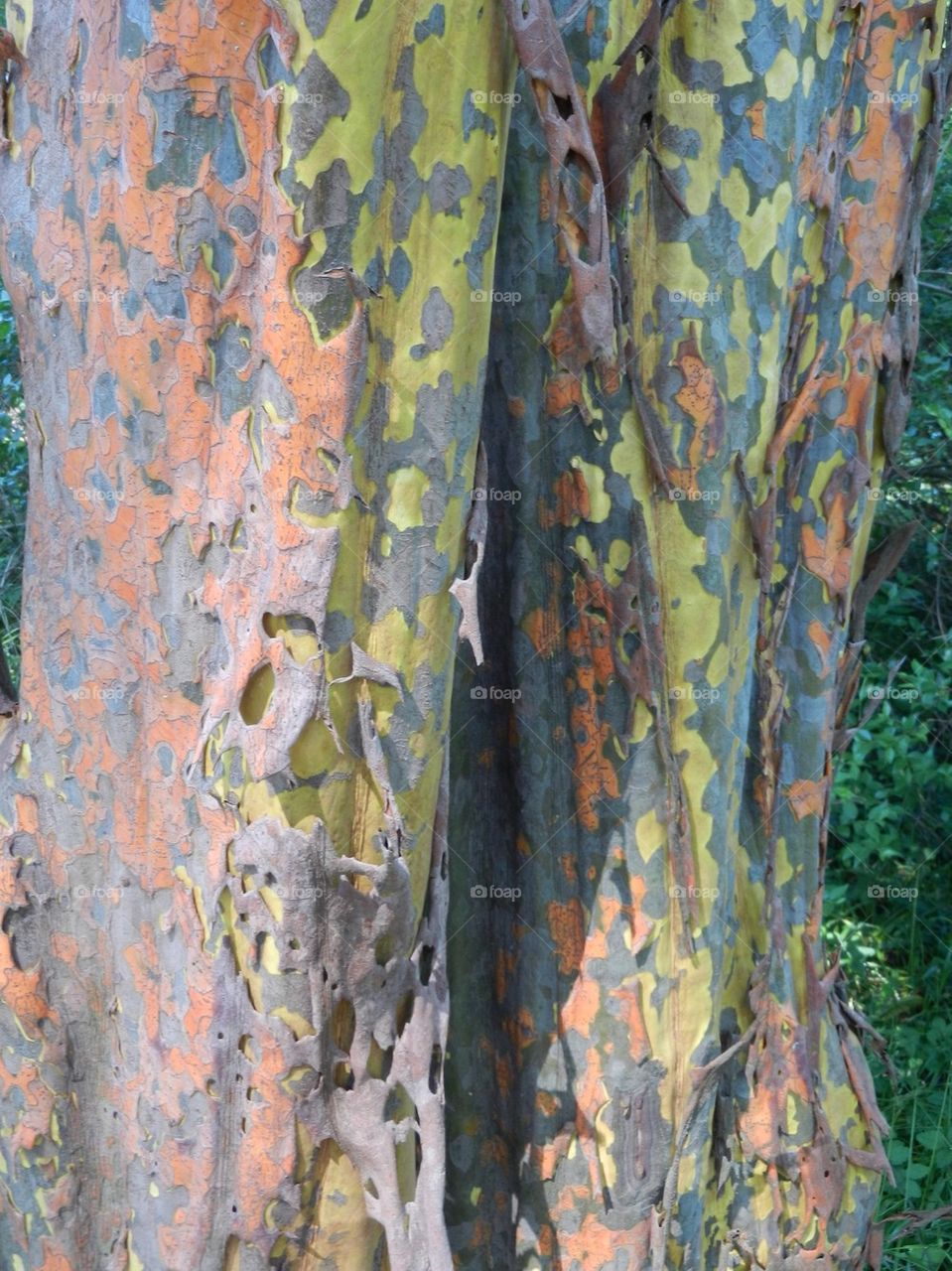 Rainbow eucalyptus tree
