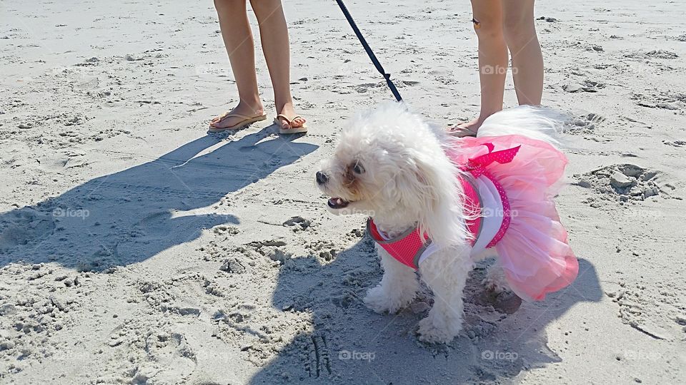 beach dog