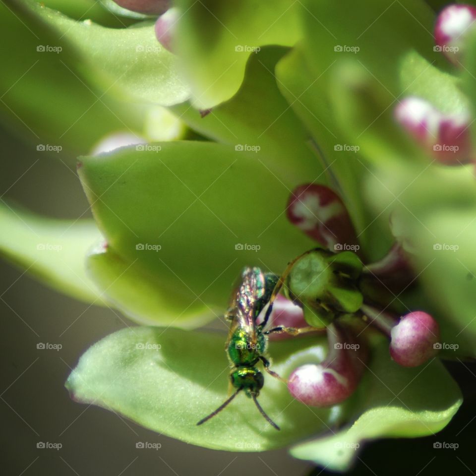 cuckoo wasp