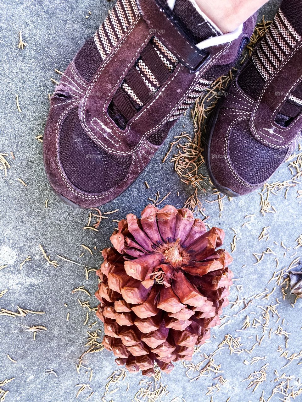 Feet and pine cone 