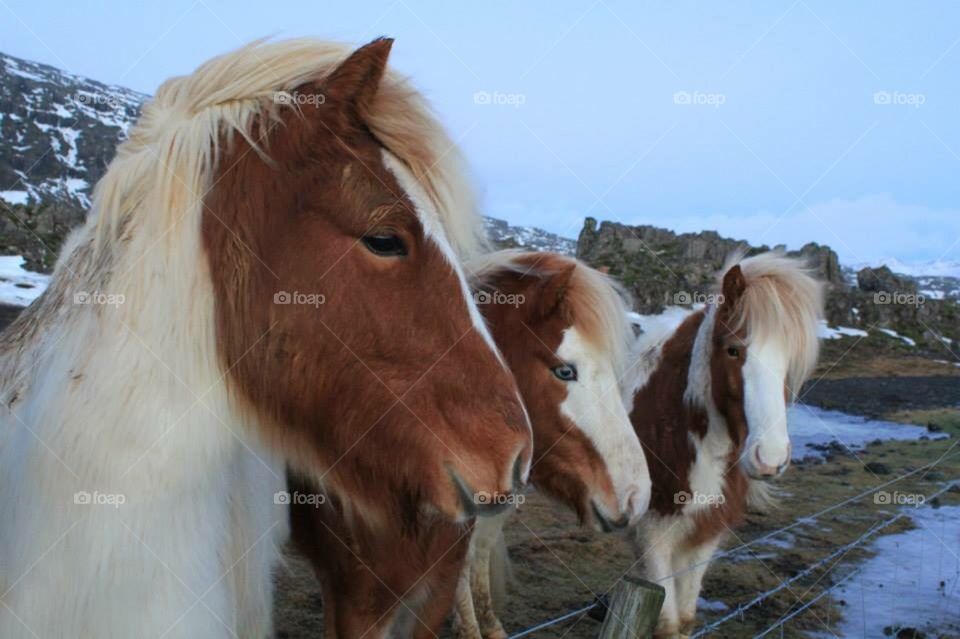 Icelandic ponies 