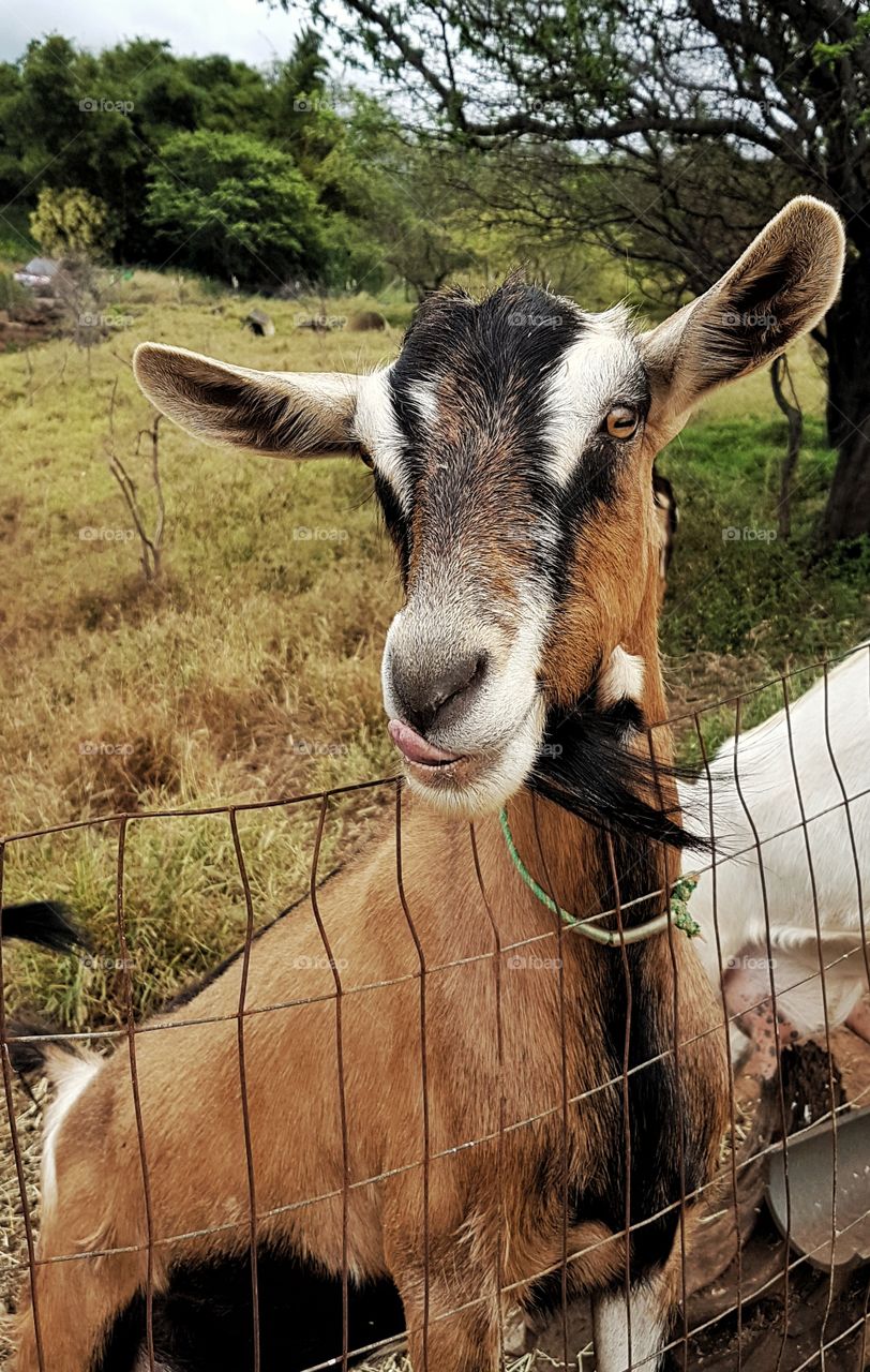 goat on dairy farm