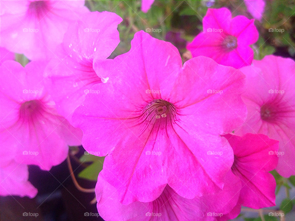 Flower Nectar Sweet for the Bee's Honey