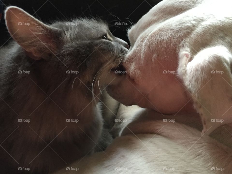 A loving kiss