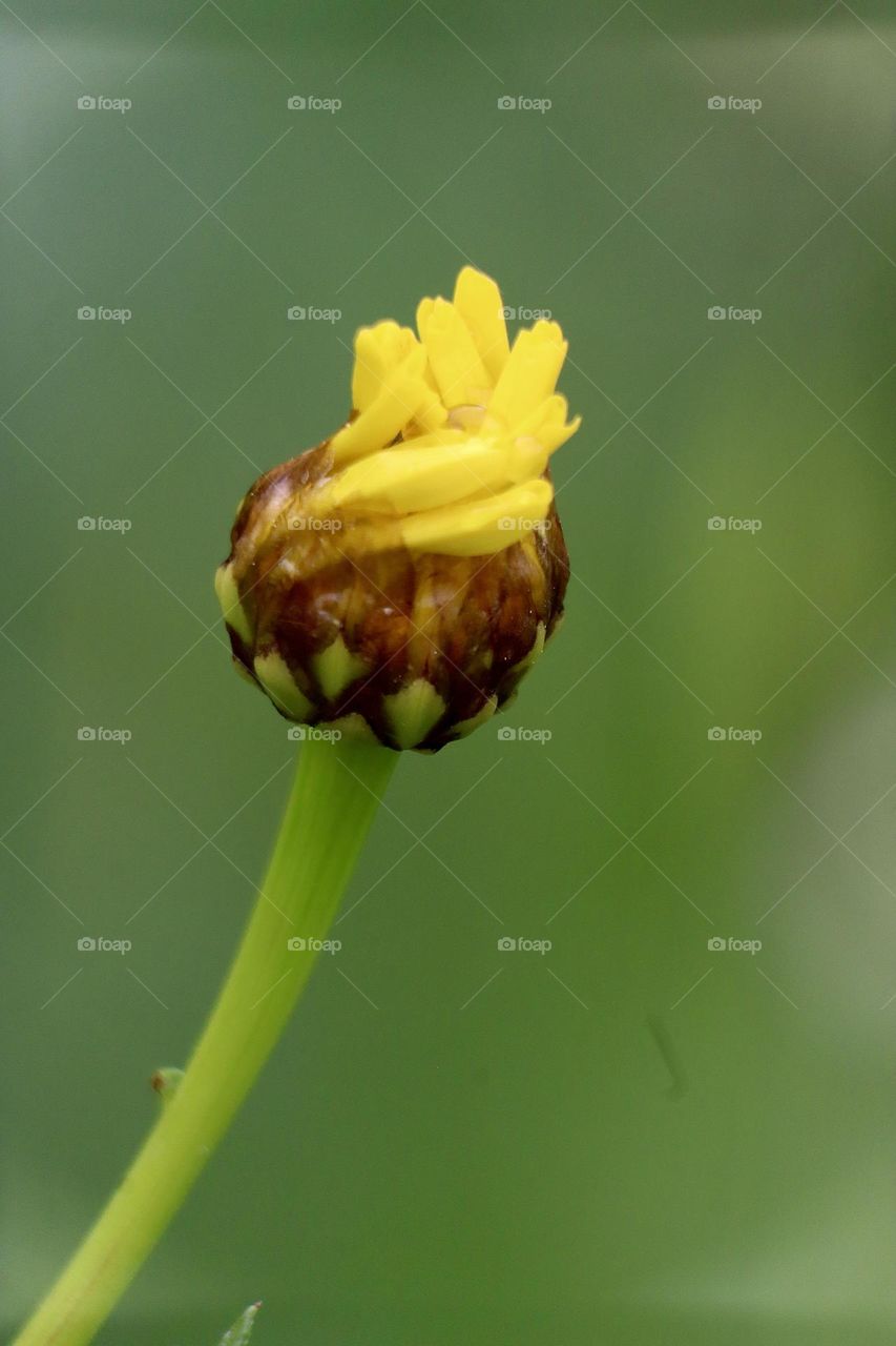 Chrysanthemum bud