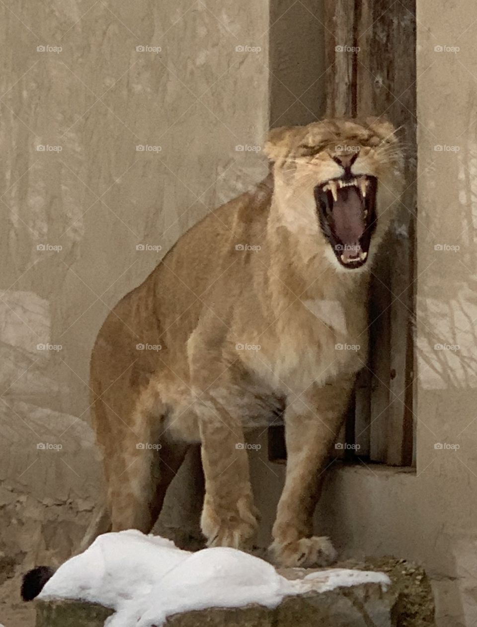 Lioness Roaring in zoo, lion, teeth