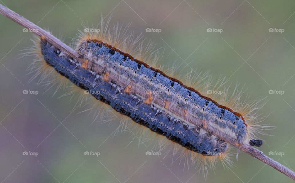 Close-up of caterpillars