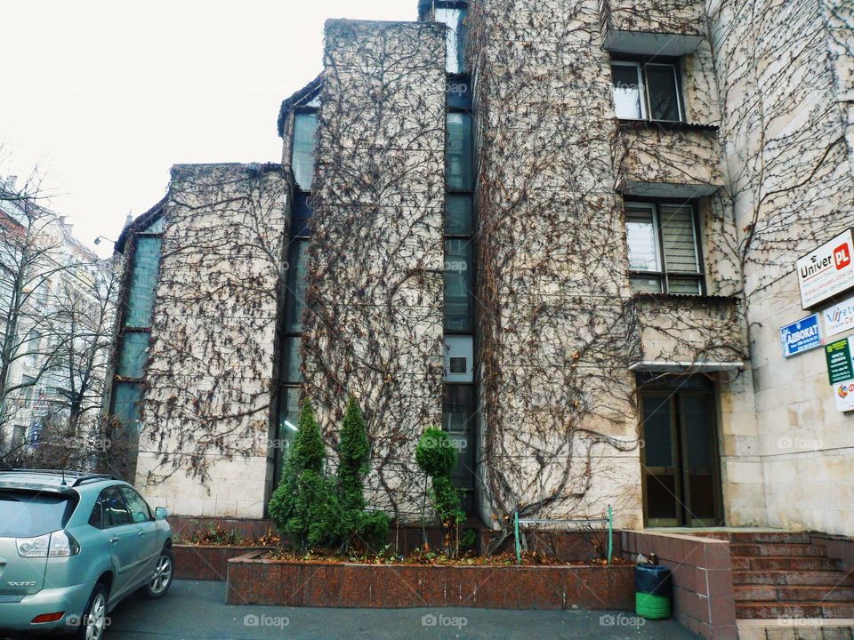 wild grapes braids the wall of the building