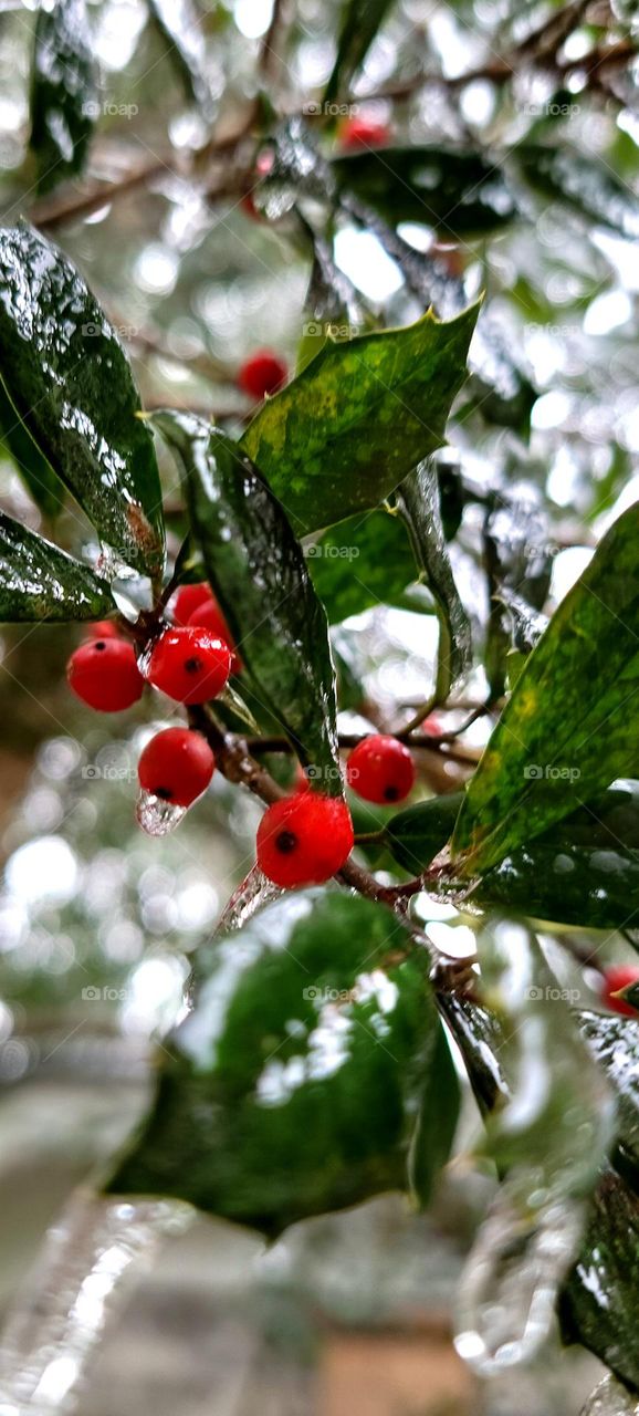 rare ice storm on the South Carolina coast