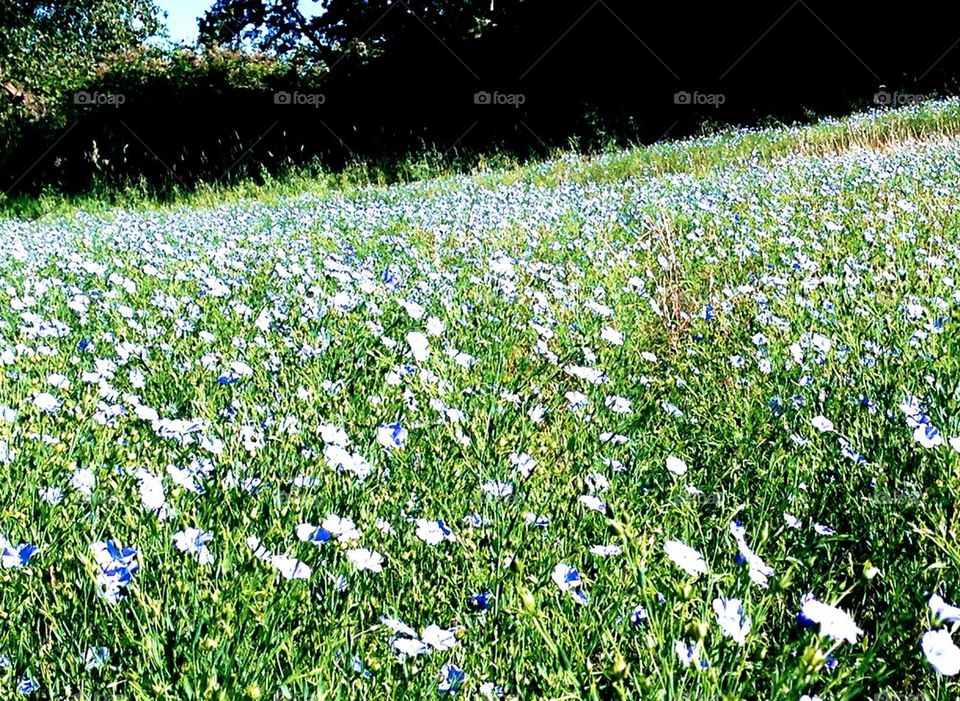 field of flax