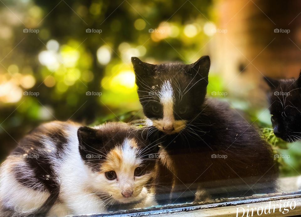 “The smallest feline is a masterpiece.” 