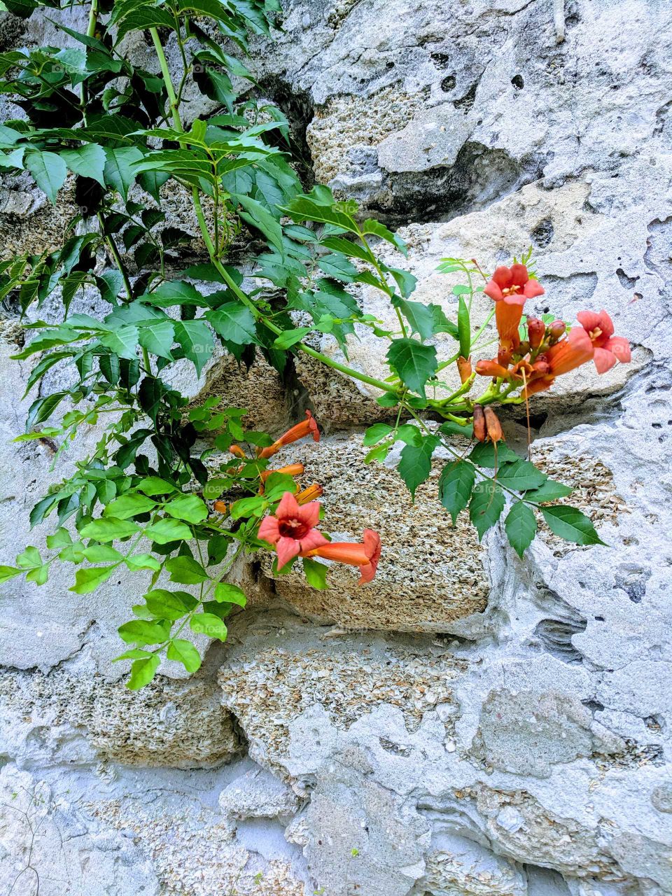 Flowers on a wall