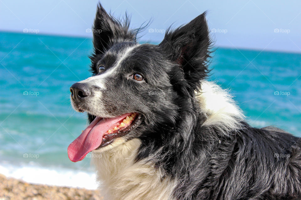 A dog on the beach