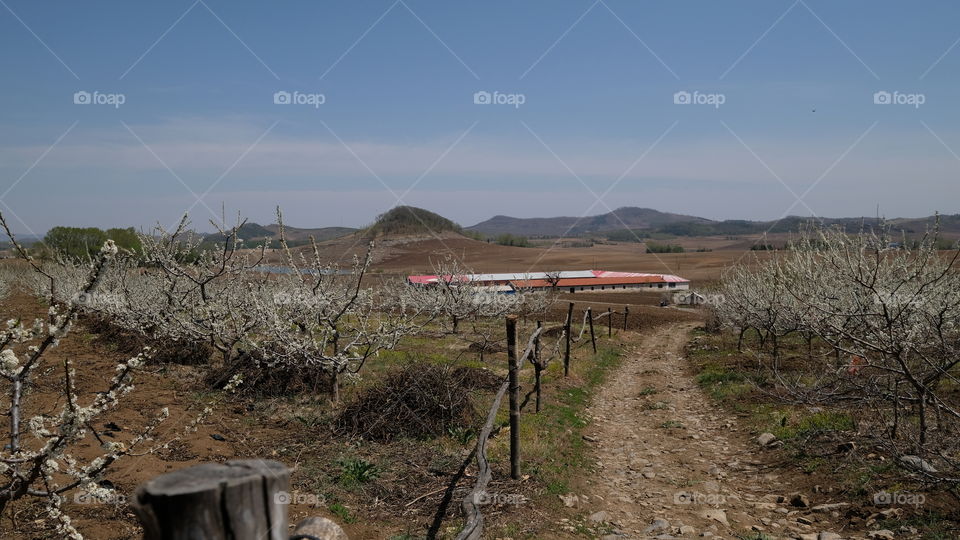 an orchard in spring