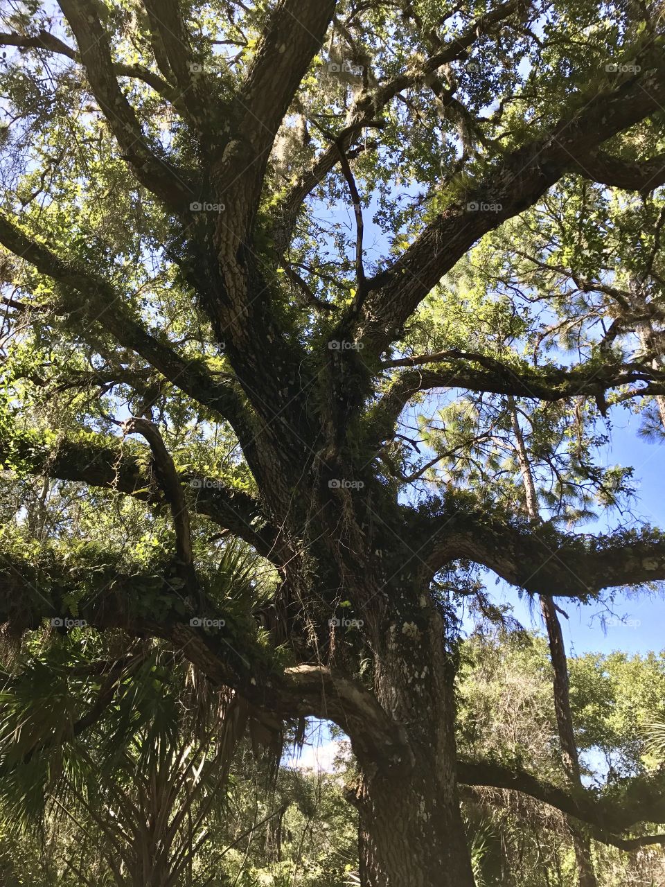 Double growth on tree