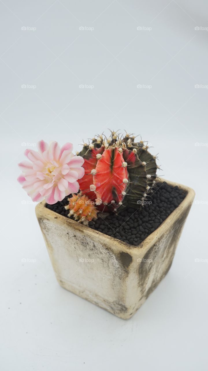 colorful cactus flower blooming