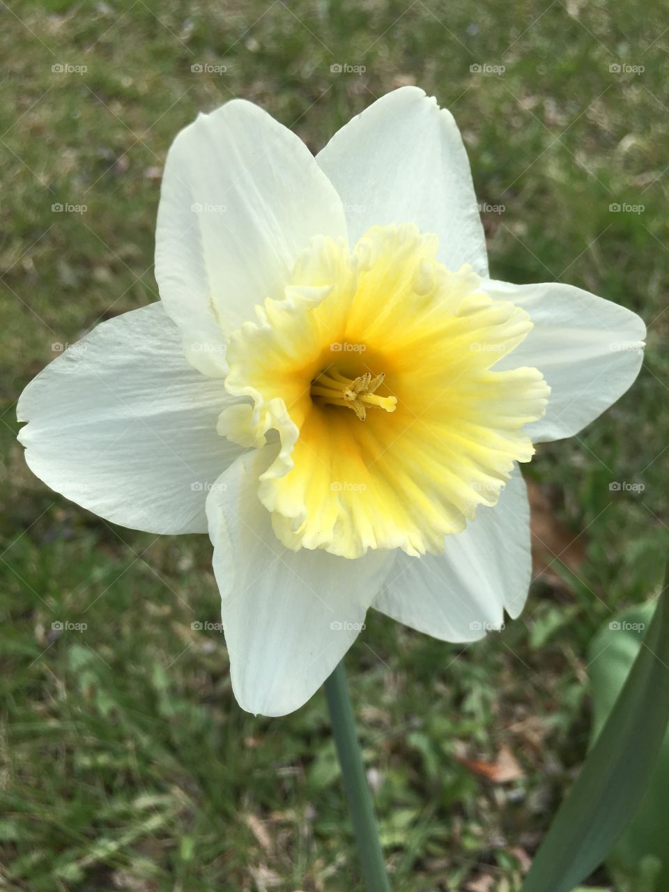 Daffodil