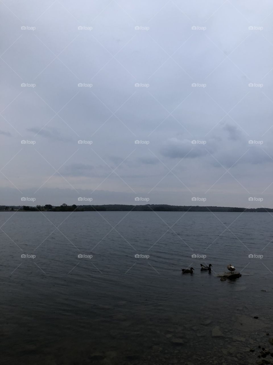 Ducks in the lake on a rainy day 