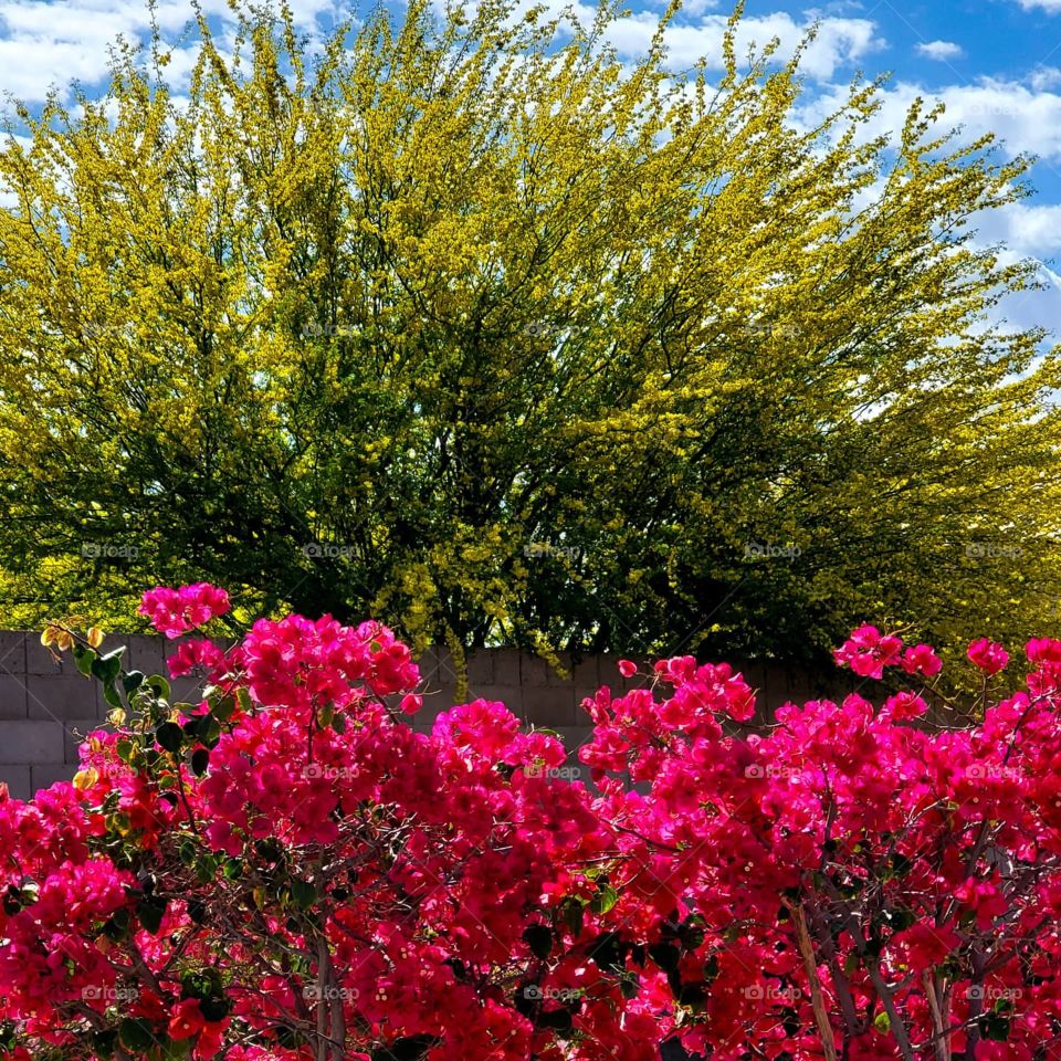 Bougainvillea and Palo Verde trees form a colorful combination on a spring day in Arizona