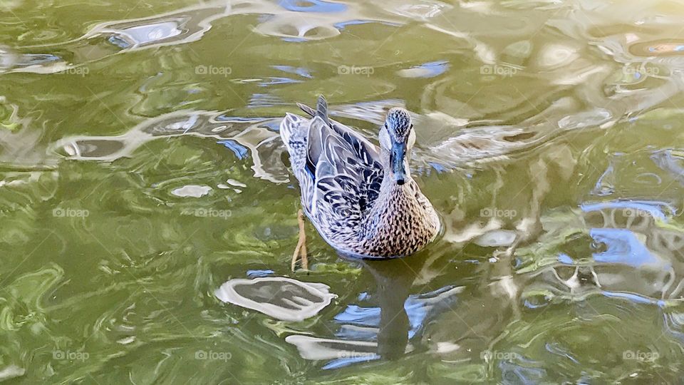 Gorgeous family of resident ducks out for a swim on the beautiful sunny day at the beach!