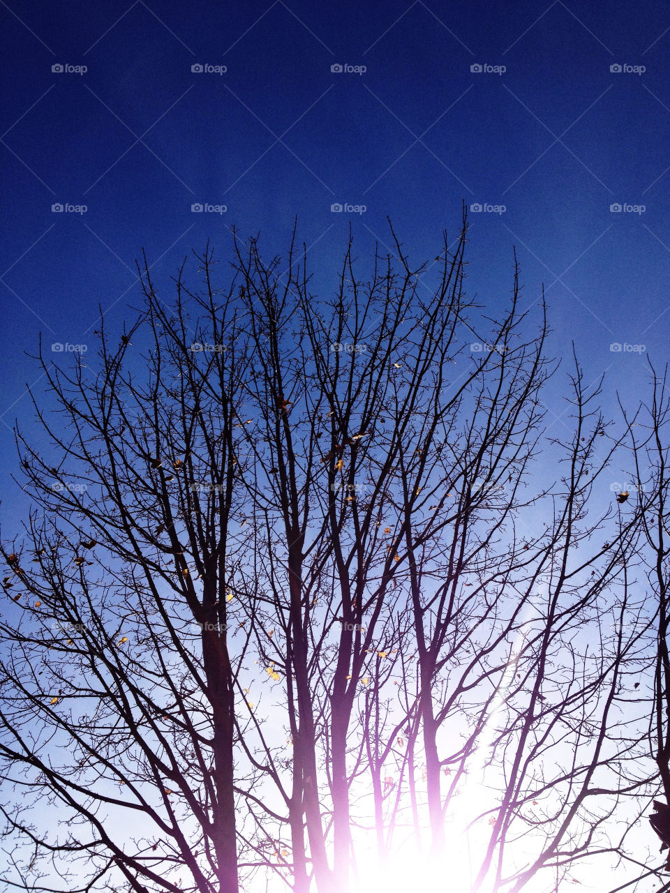 sky blue tree branches by uzzidaman