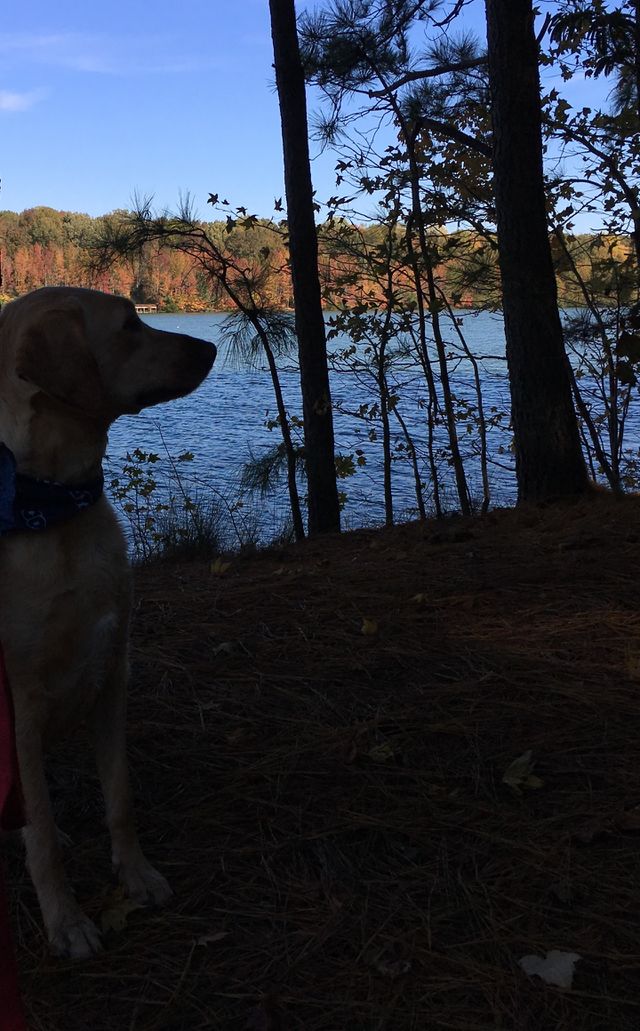 Dog silhouette at the lake