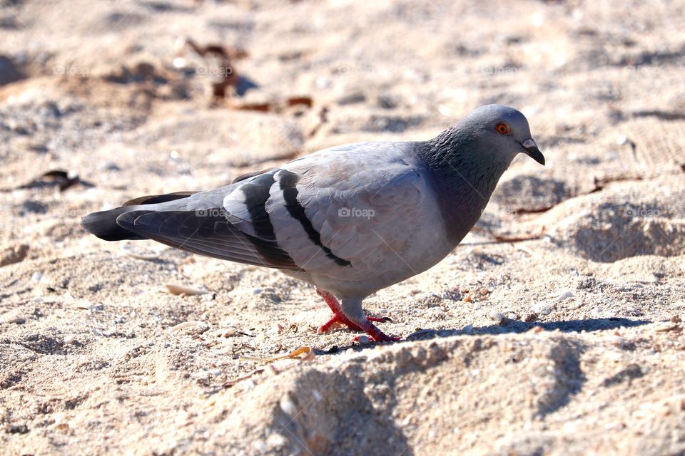 Pigeon pecking in the sand at the beach side profile 