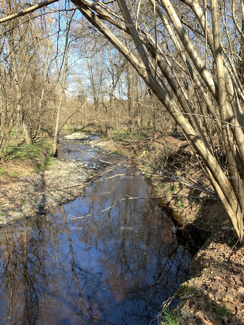 forest with stream in the winter season