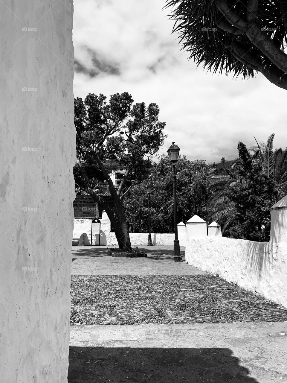 Plaza en blanco y negro. Islas Canarias.,plaza en blanco y negro. Plantas,plaza,blanco y negro 