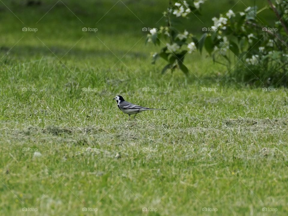 Wagtail 
