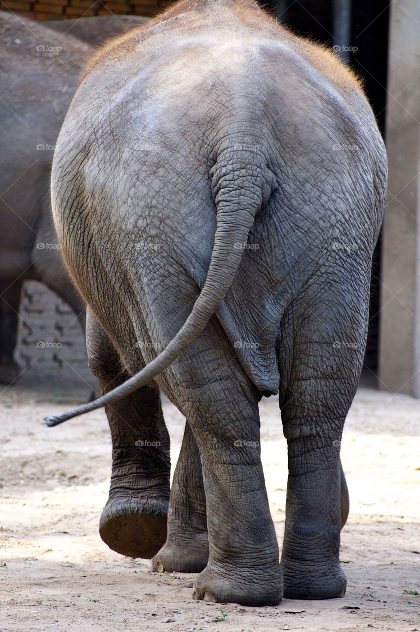 animal mammals tail elephant by shotmaker