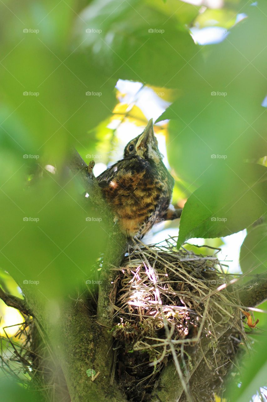 Baby sparrow thinking about jumping out of the nest for the first time 🐦