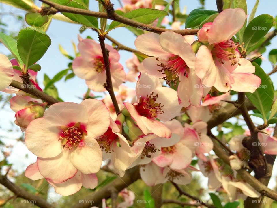 Flower, Branch, Tree, Nature, Flora