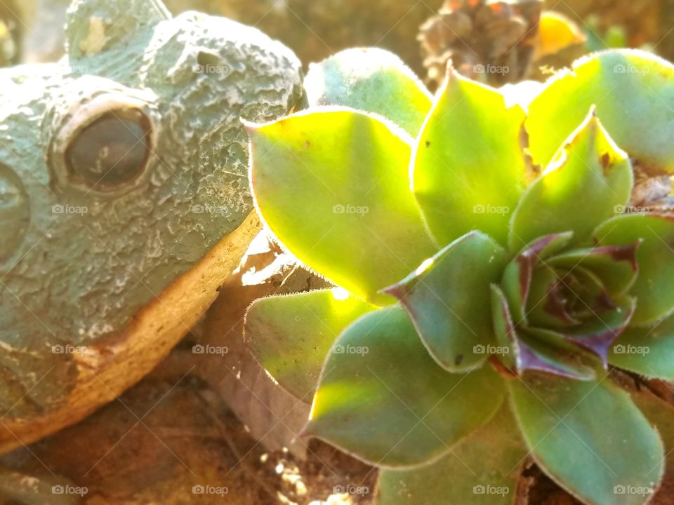 Loving the Spring Flowers in our Yard