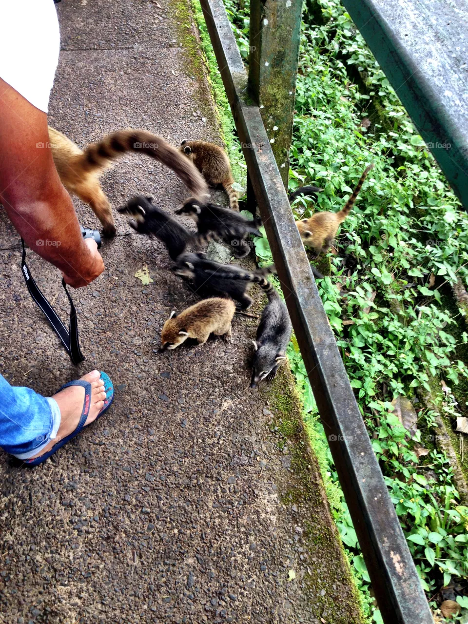 Animals