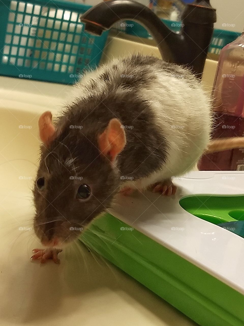 My rattie, Ellie May, playing on the bathroom counter.