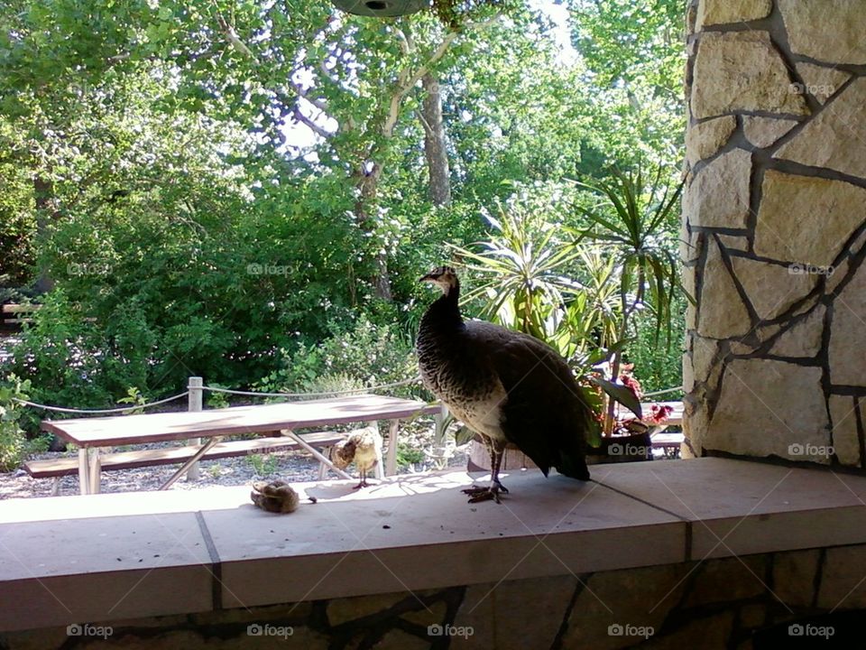 Peahen with babies. 