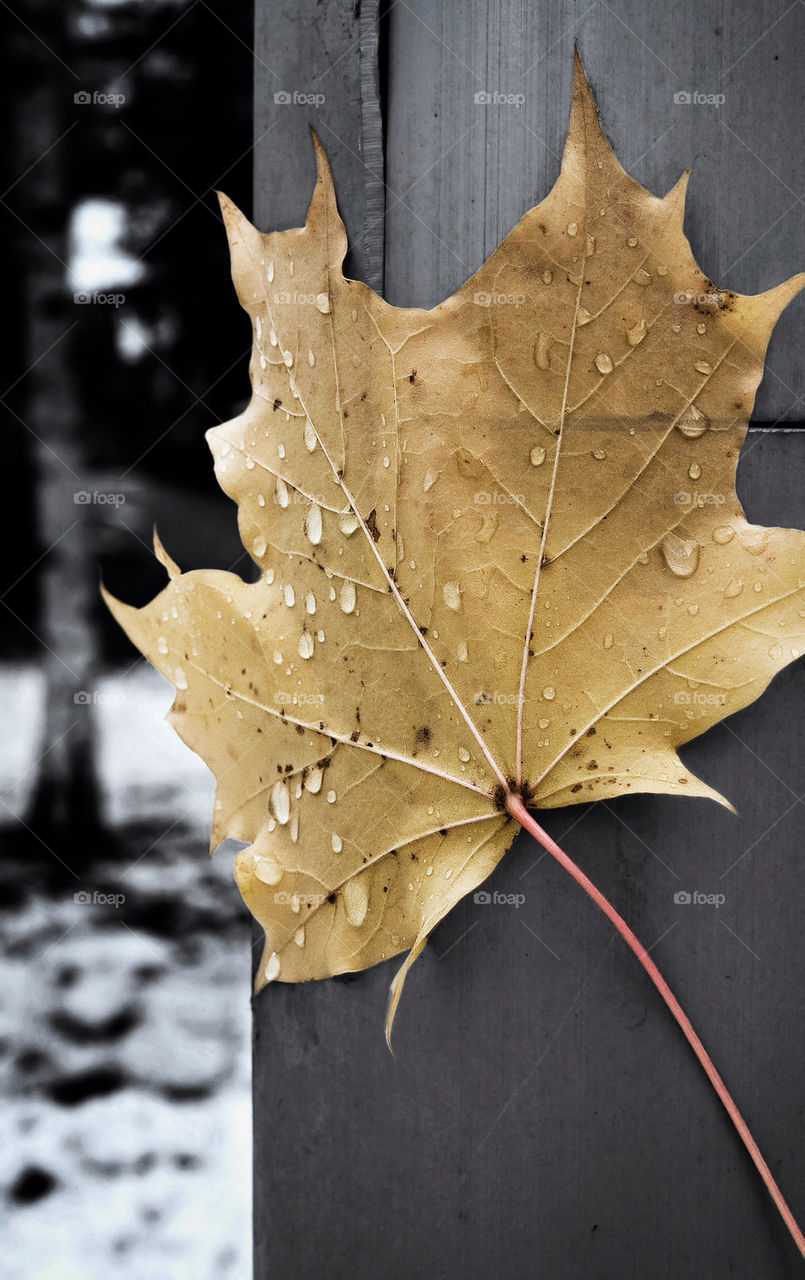 Close-up of dry leaf