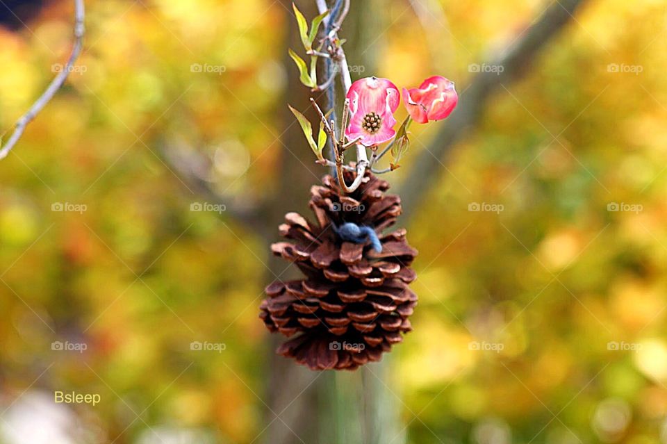 Pine cone with flower
