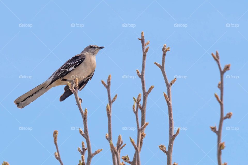 A northern mockingbird perched in the top of a budding tree. 