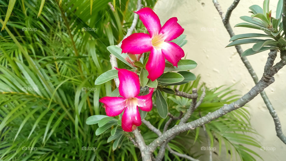 red flower with the name Adenium obesum in a small garden