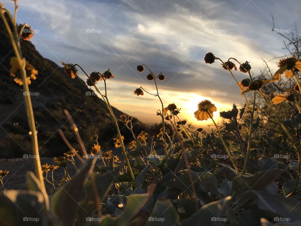 Sunset with flowers