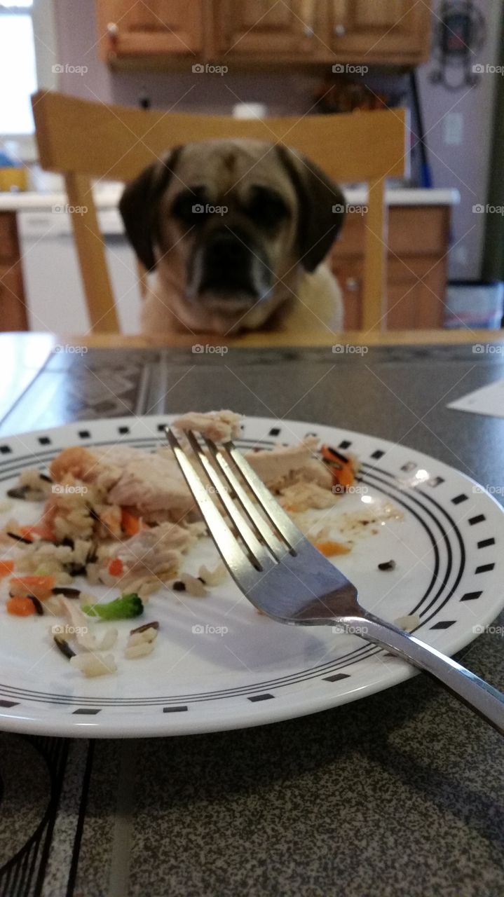 Puggle staring down food